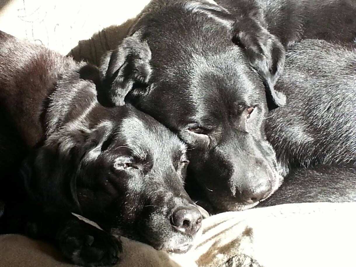 犬のしつけにお困りのかた、相談受けます ワンちゃんを飼う上で注意することしつけの時に注意すること イメージ1