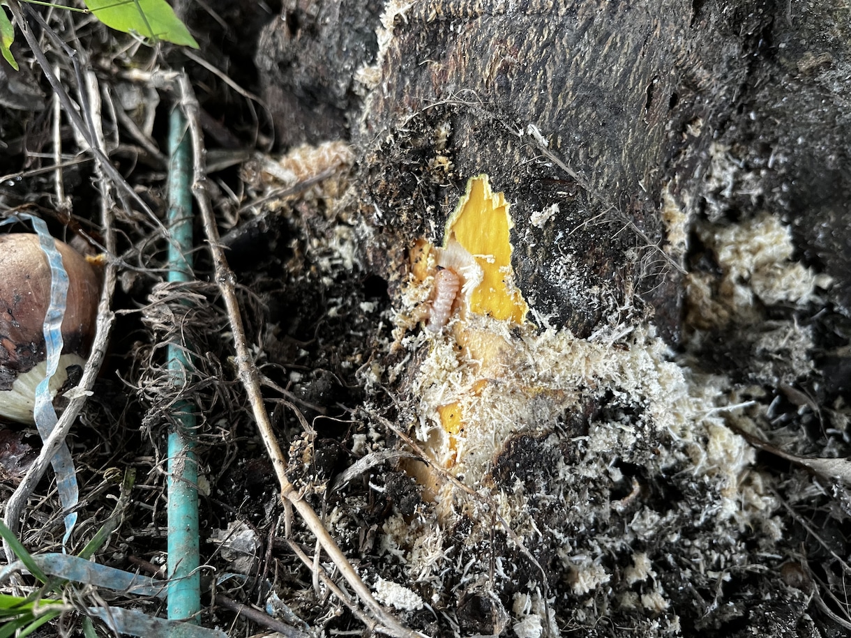家庭菜園規模の野菜や果物の栽培をフォローします 植物病理学系　大学院卒業者による菜園セミナー ！複数質問可！ イメージ6