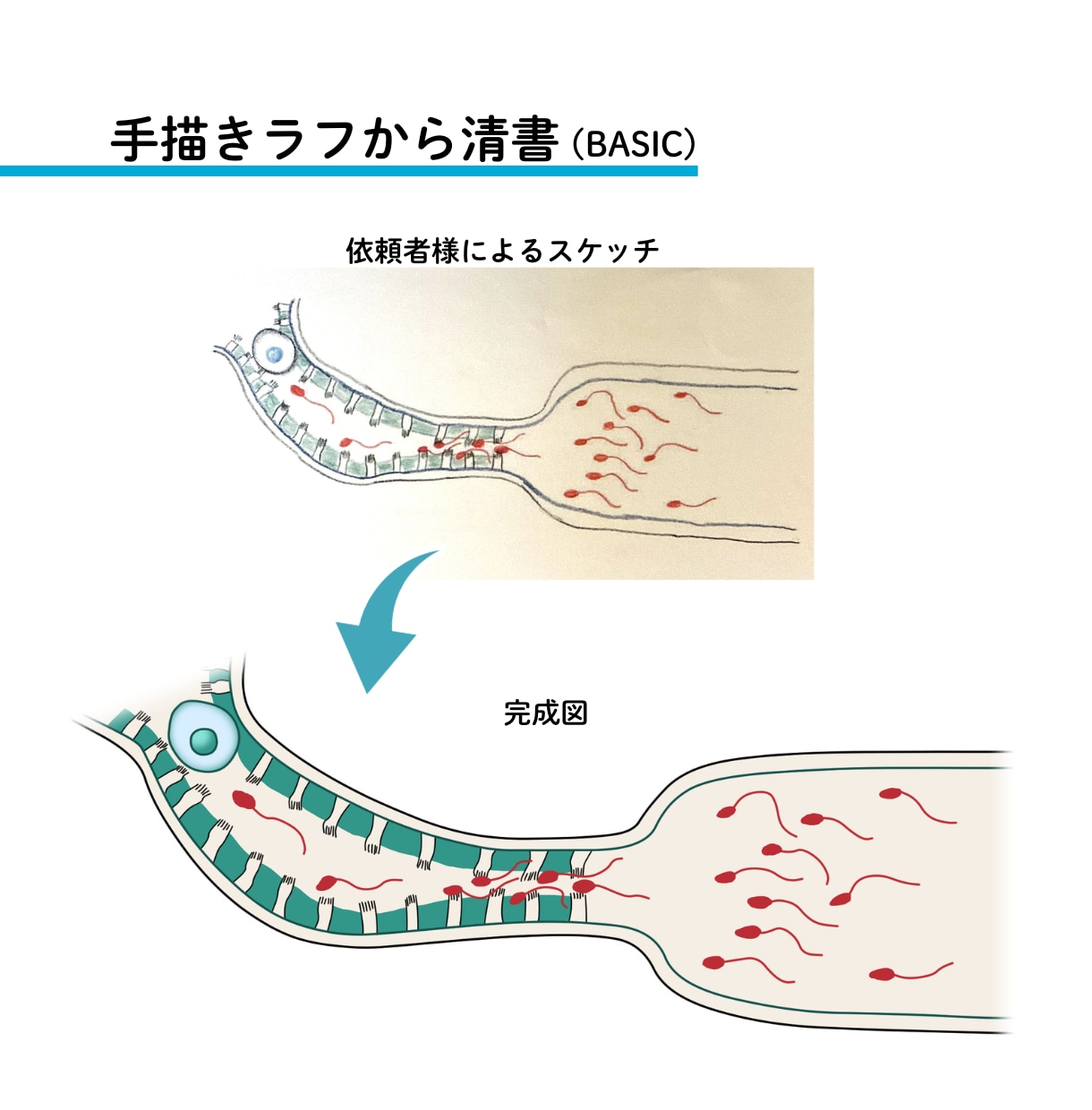 研究図・論文図・サイエンスイラストを作成します 医学・科学の模式図、シェーマ、学会用図版にも対応 イメージ4