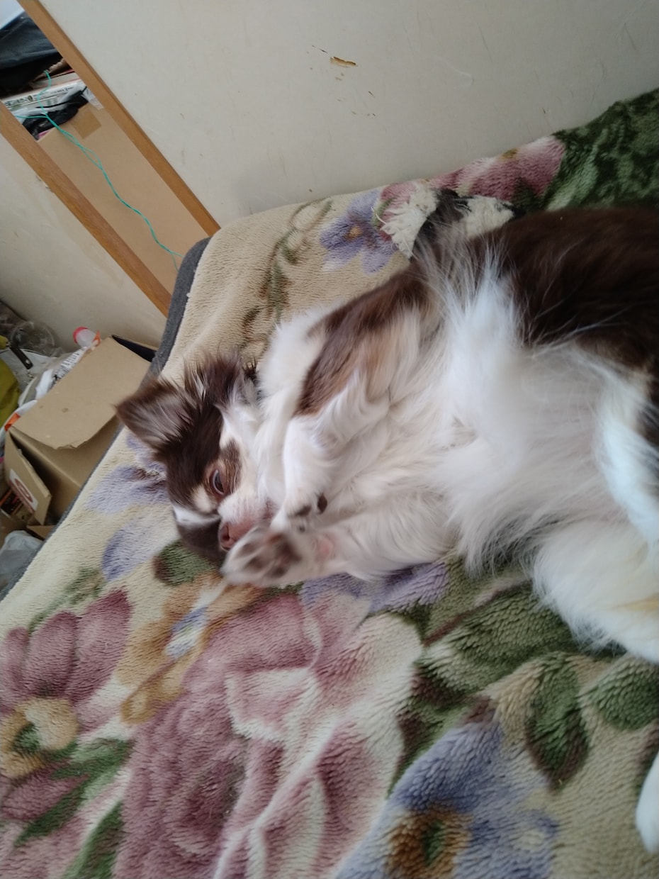 ペットの飼育相談のります お互いより良い理解者になるために一緒に考えます イメージ5