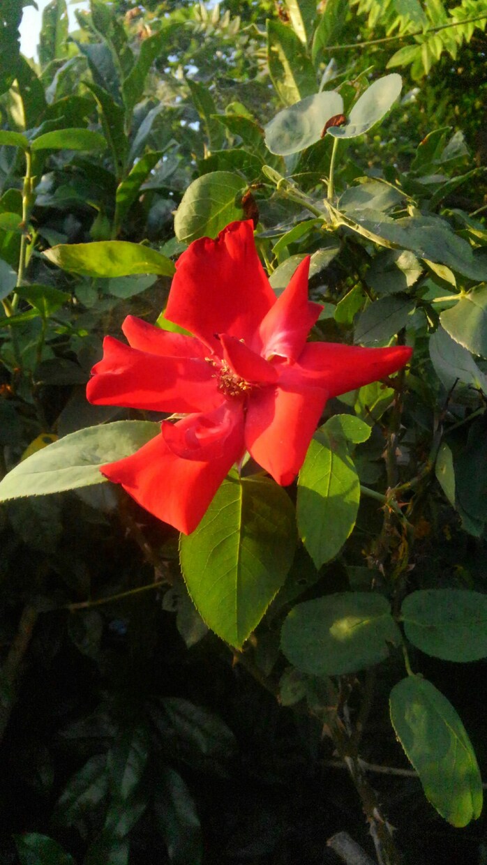 お写真で、何のお花か、植物かを識別します 病気の診断もできます。種類にもよりますが、だいたい可能です。 イメージ4