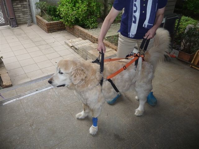 大型の老犬・障害犬の介護ハーネスを製作します 立ち上がり補助や歩行介助の初期から、終末期ケアまで使えます イメージ3
