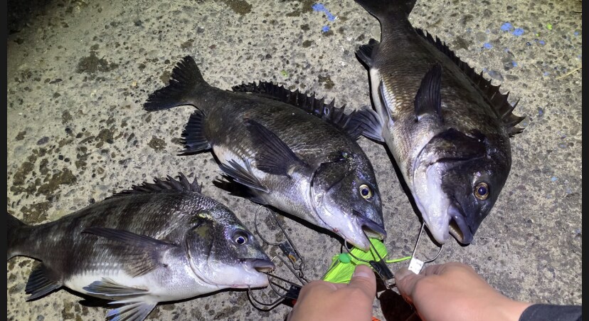 釣り初心者の方を丁寧にサポートします 堤防釣り暦25年の私が色々おしえますよ〜！ イメージ2