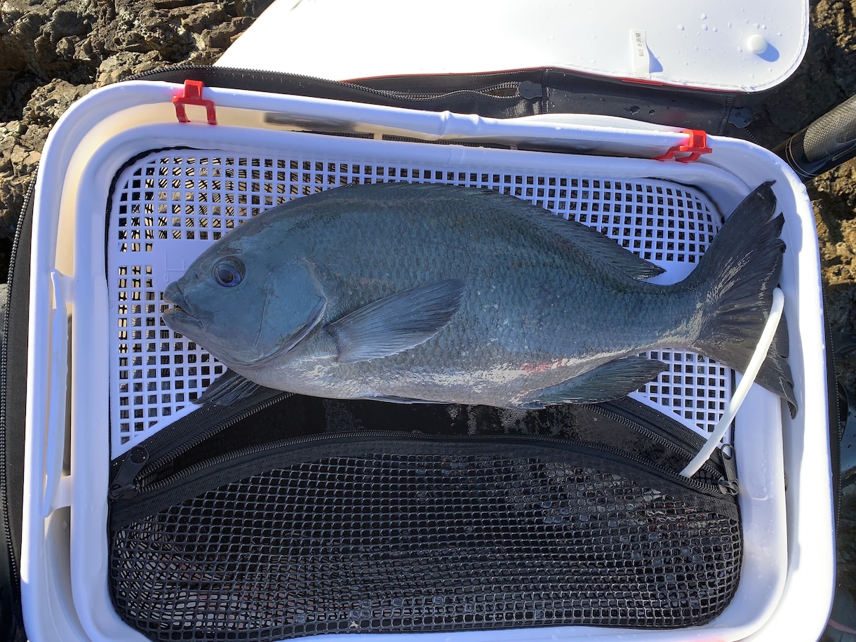 グレ釣りのコツを教えます 数々のグレ釣りトーナメントで戦ってる釣り方です イメージ1