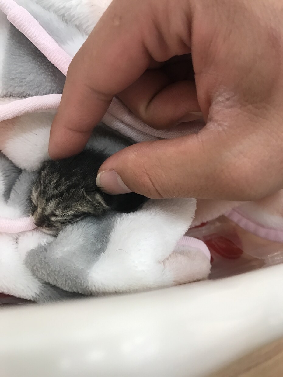猫16匹&犬1匹の飼い主が犬猫の悩み聞きます ペット業界10年以上！良質な用品、フード、しつけetc… イメージ8