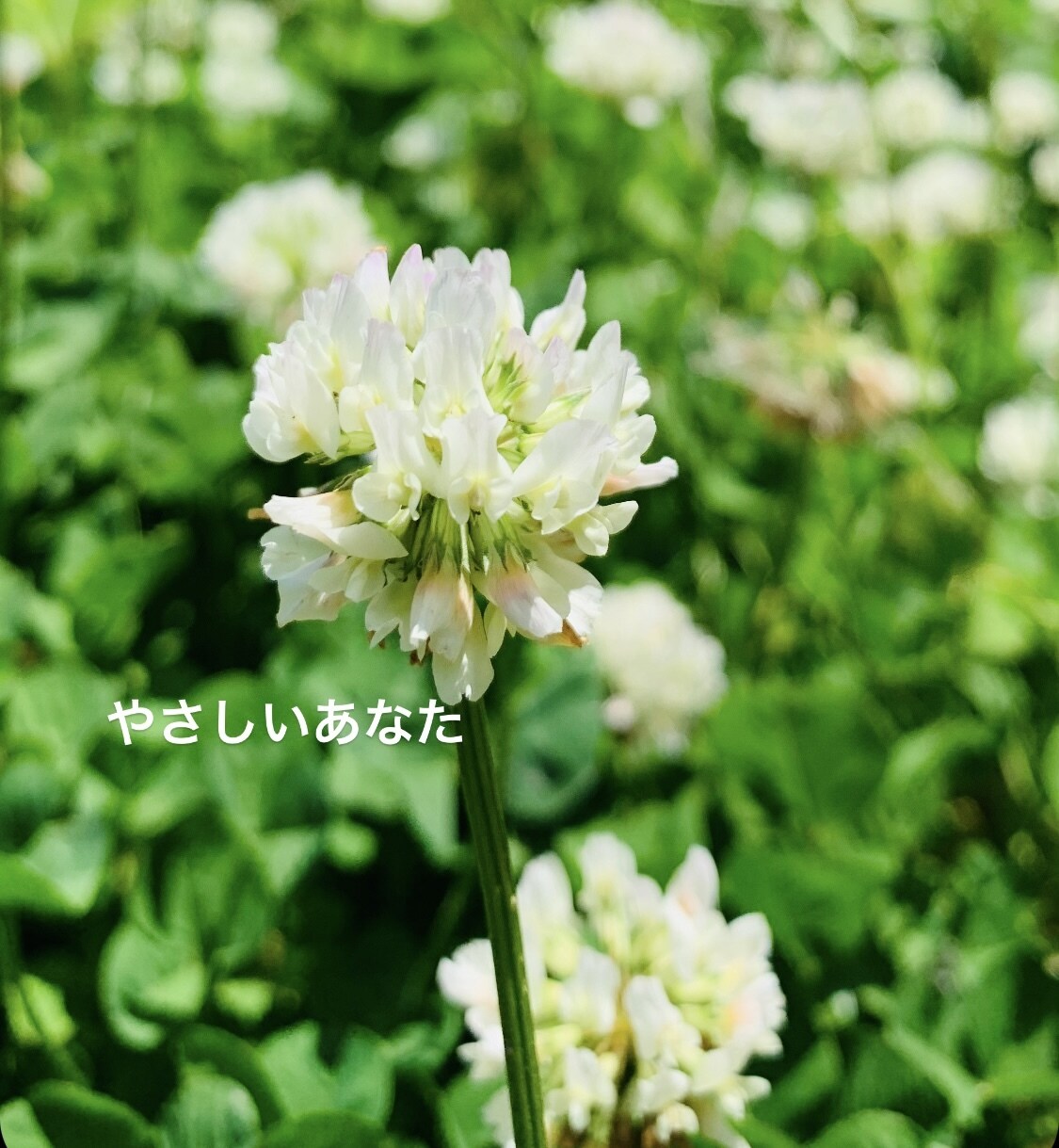 心のまど♡はとや♡愚痴聞き 笑顔で心のまど開きます ーあなたとの電話で心のまど♡パッと開きましょう♡愚痴聞きます イメージ6