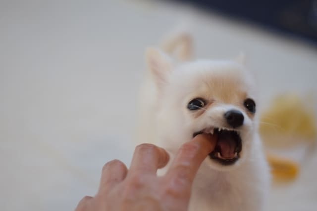 子犬のしつけ、何から始めるか教えます 現役ドッグトレーナーが子犬のしつけ方をお伝えします イメージ2