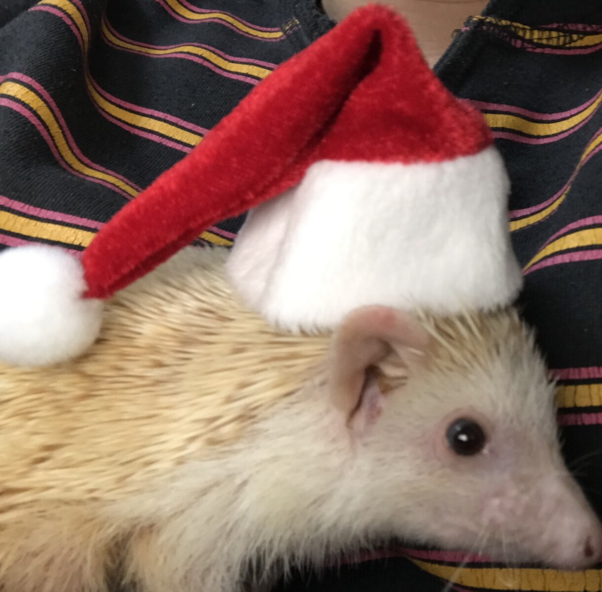 ハリネズミの飼い方＆買い方教えます ハリネズミ飼育の経験に基づいたアドバイス。 イメージ1