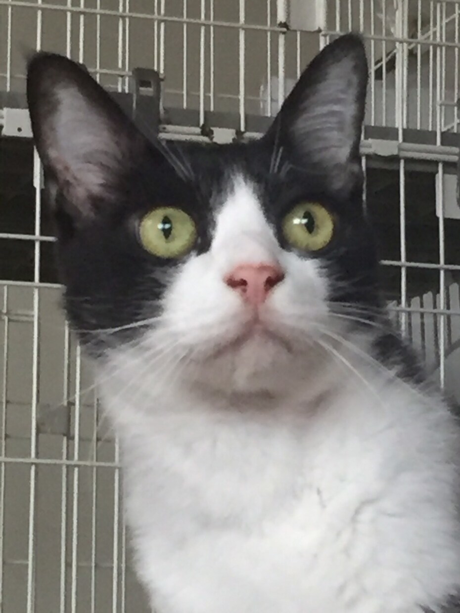 カレンダーやパンフレットに使います 可愛い兄弟猫ちゃん達。仲良し兄弟！ イメージ5