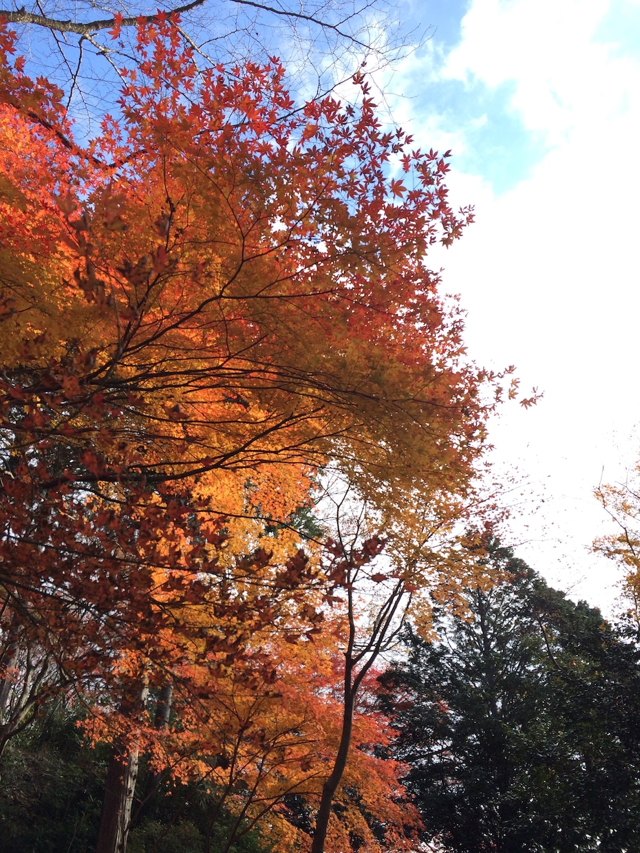 写真代行します！ イメージ2