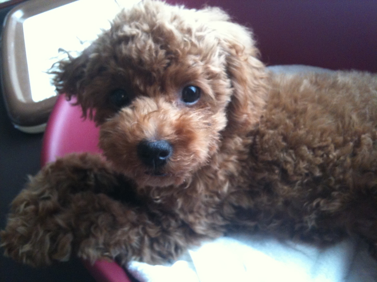愛犬のお話ししませんか？犬バカトークで盛り上げます 物心ついた時から犬と一緒の私とゆるゆる愛犬トークしませんか？ イメージ7