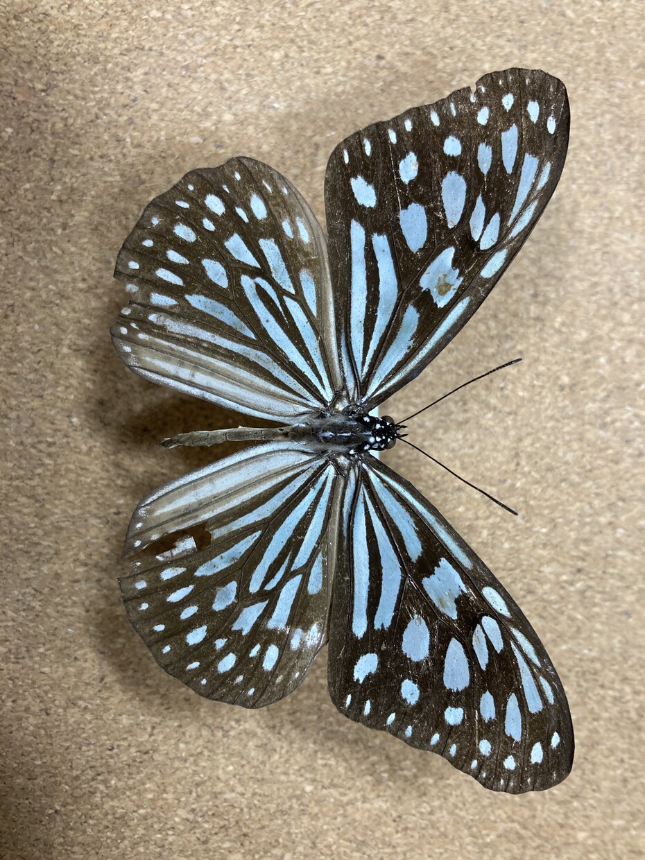 昆虫標本作ります 亡くなった昆虫、標本にしませんか？ イメージ3
