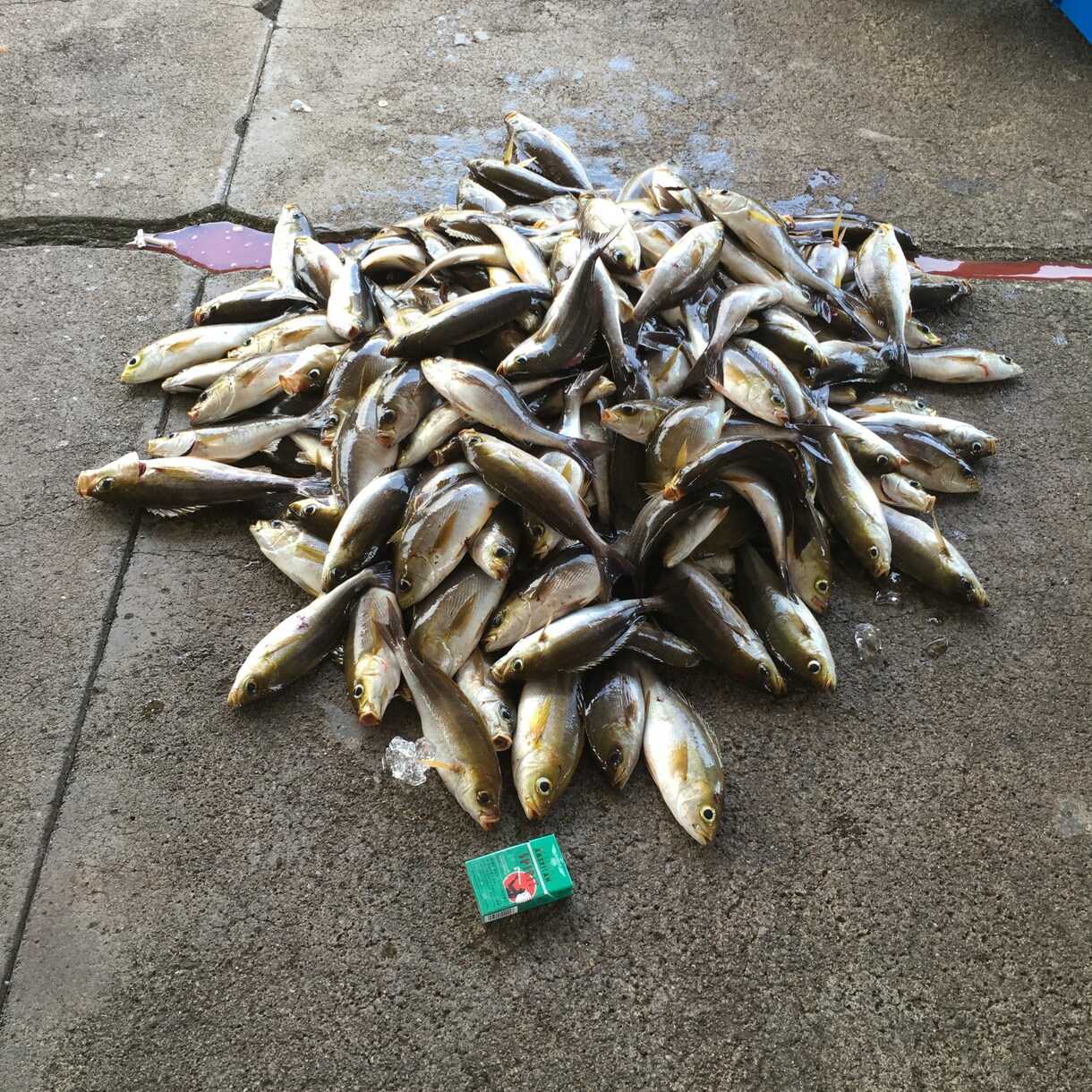 実績あり！釣り針の結び方、趣味漁師が直伝します 漁師の世界は企業秘密。だからこそ価値がある。 イメージ6