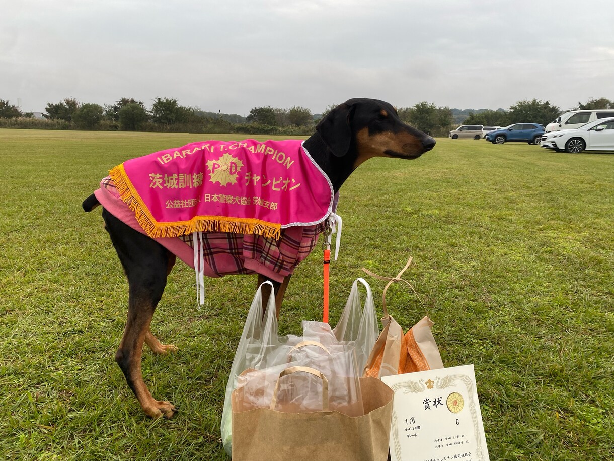 子犬を迎える前後の不安、まるごと先回り解決します 現役ドッグトレーナーが子犬を家族に迎える前の不安お聞きします イメージ3