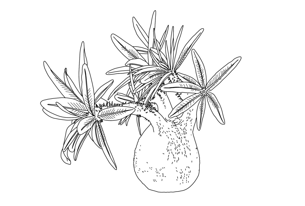 ビザールプランツ、多肉植物の線画イラスト描きます 植物のお写真から線画のイラストを描きます イメージ1