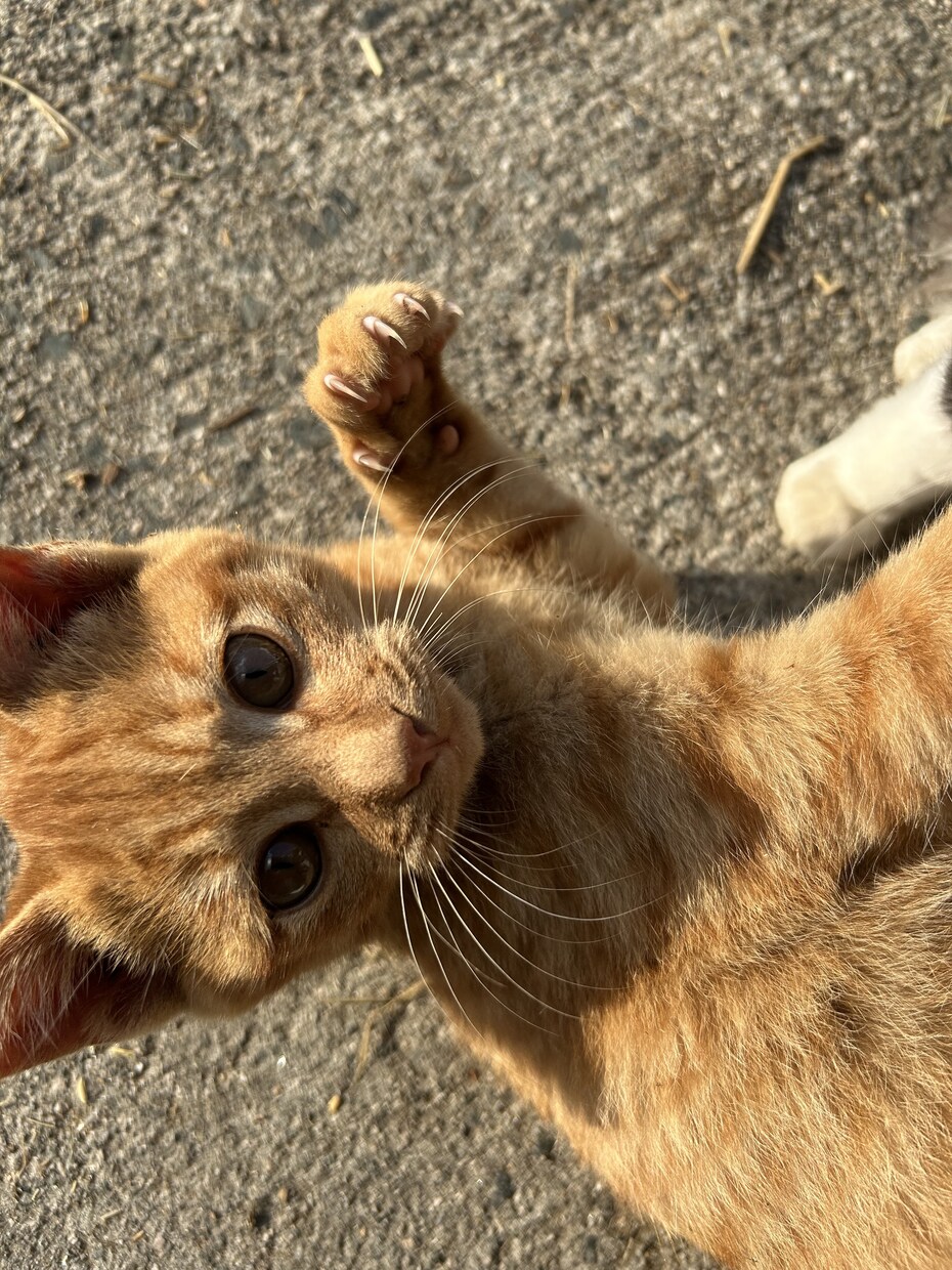 猫ちゃんの可愛い写真を送ります。ます 猫ちゃんだけじゃなくて牛さんの写真や季節の写真を送ります。 イメージ3