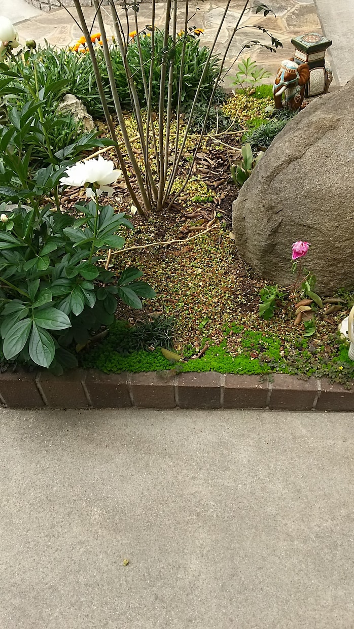 私が自分なりに良いと思う植木を伝えます 植木、グランドカバーが好きで、自分で植木を植えようと思う方 イメージ2