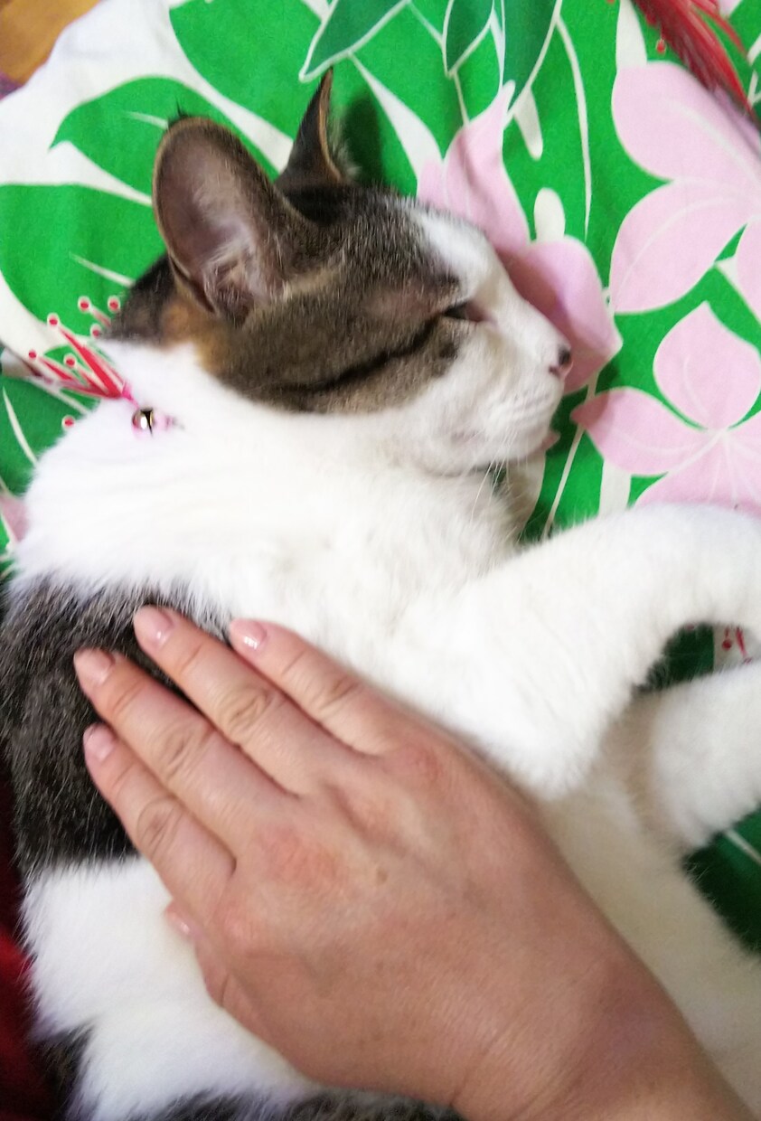 大事なペットさんと飼い主さんの気持ちを通訳します ペットさんの気持ちを理解して関係性を向上させましょう♡ イメージ2