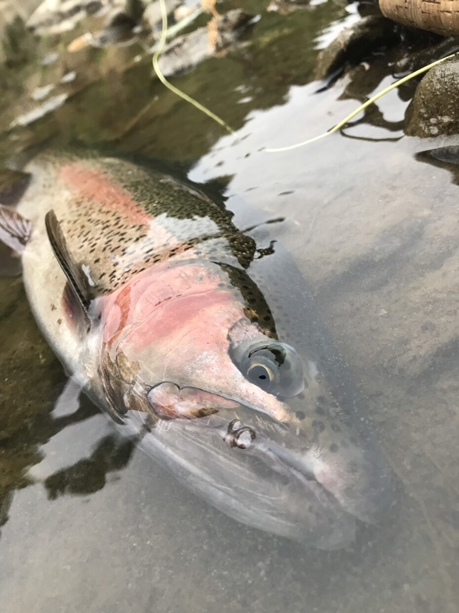 虹鱒 【釣り】 北海道の虹鱒をフライで狙う！ます ワイルドレインボー ハンティングメソッド イメージ8