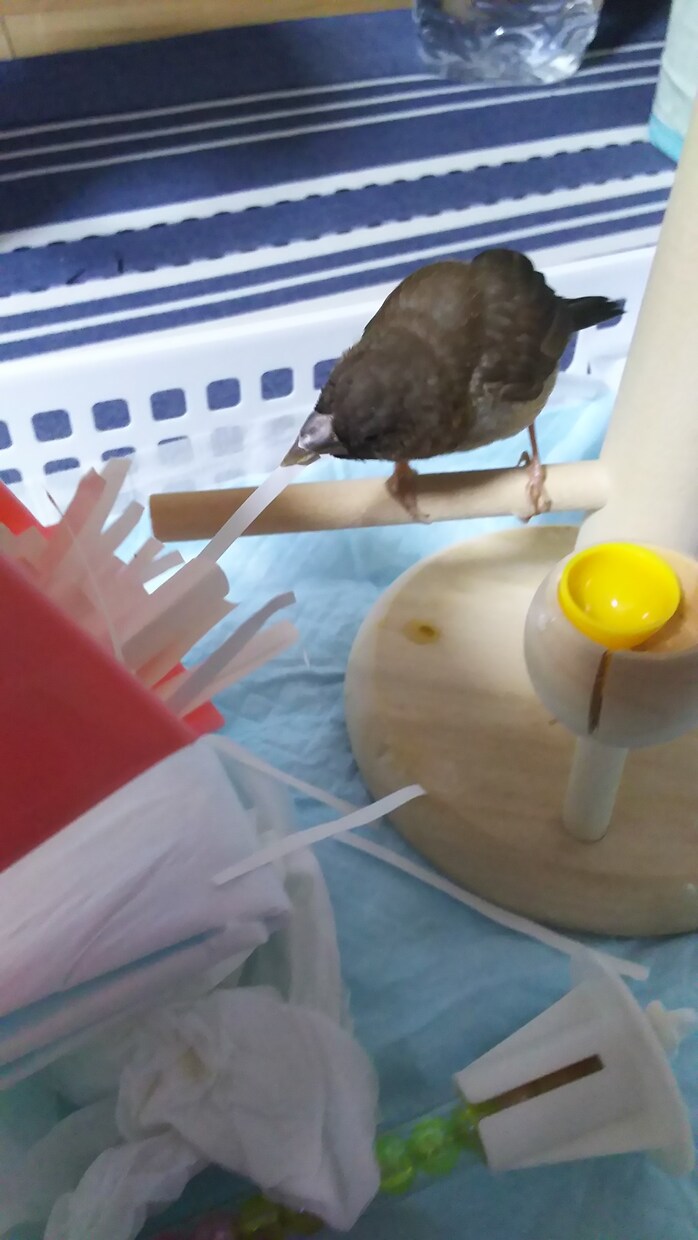 小鳥のもみちゃんがおみくじタロットで貴方の事を占います イメージ1