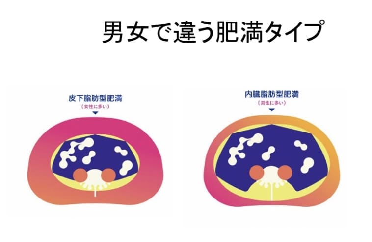 エステティシャン必見！脂肪細胞の知識をお伝えします 年間講座200件以上！業界最大手メーカー元講師が担当します。 イメージ2
