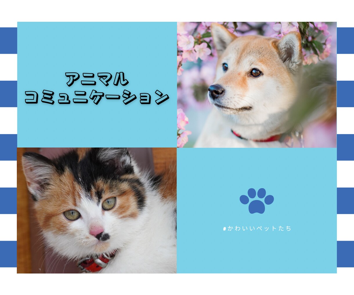 アニマルコミュニケーションします その行動、ちゃんと理由があります イメージ1