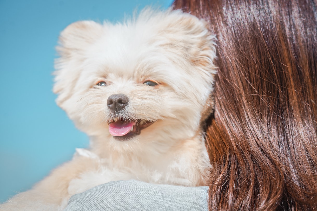 犬【SNS掲載OK】わんちゃんのお写真撮影します 何気ない毎日を、かけがえのないキヲクに。 イメージ2