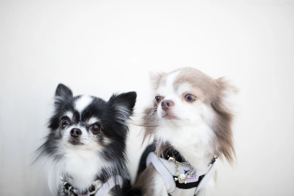 30年の霊視経験で【ペットの気持ち鑑定】を行います 犬猫の本音と行動の裏にある想い、虹の橋の子との繋がりも視ます イメージ13