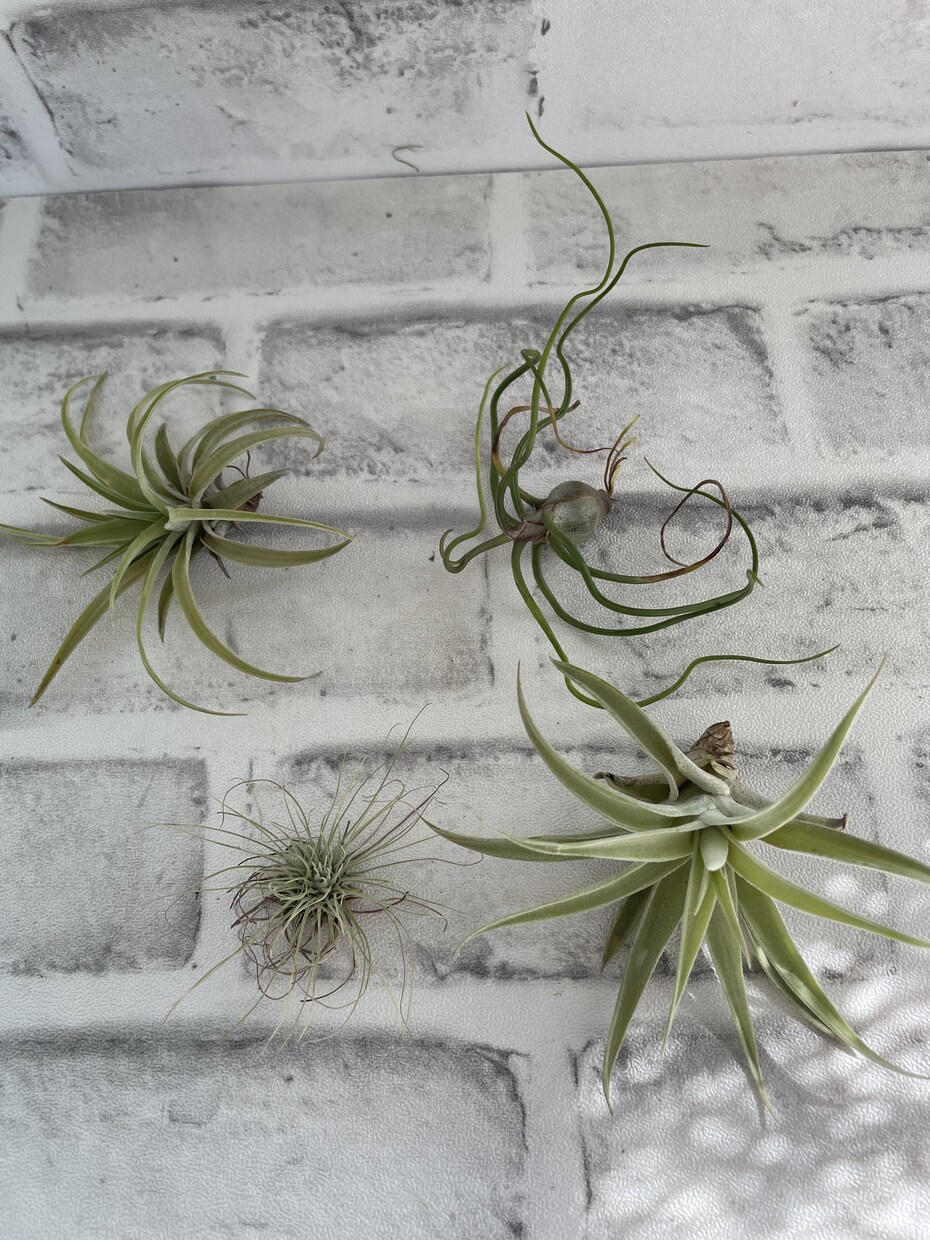 多肉植物メインの観葉植物の管理の方アドバイスします 多肉植物がメインですが、エアプランツ、観葉植物もok イメージ2
