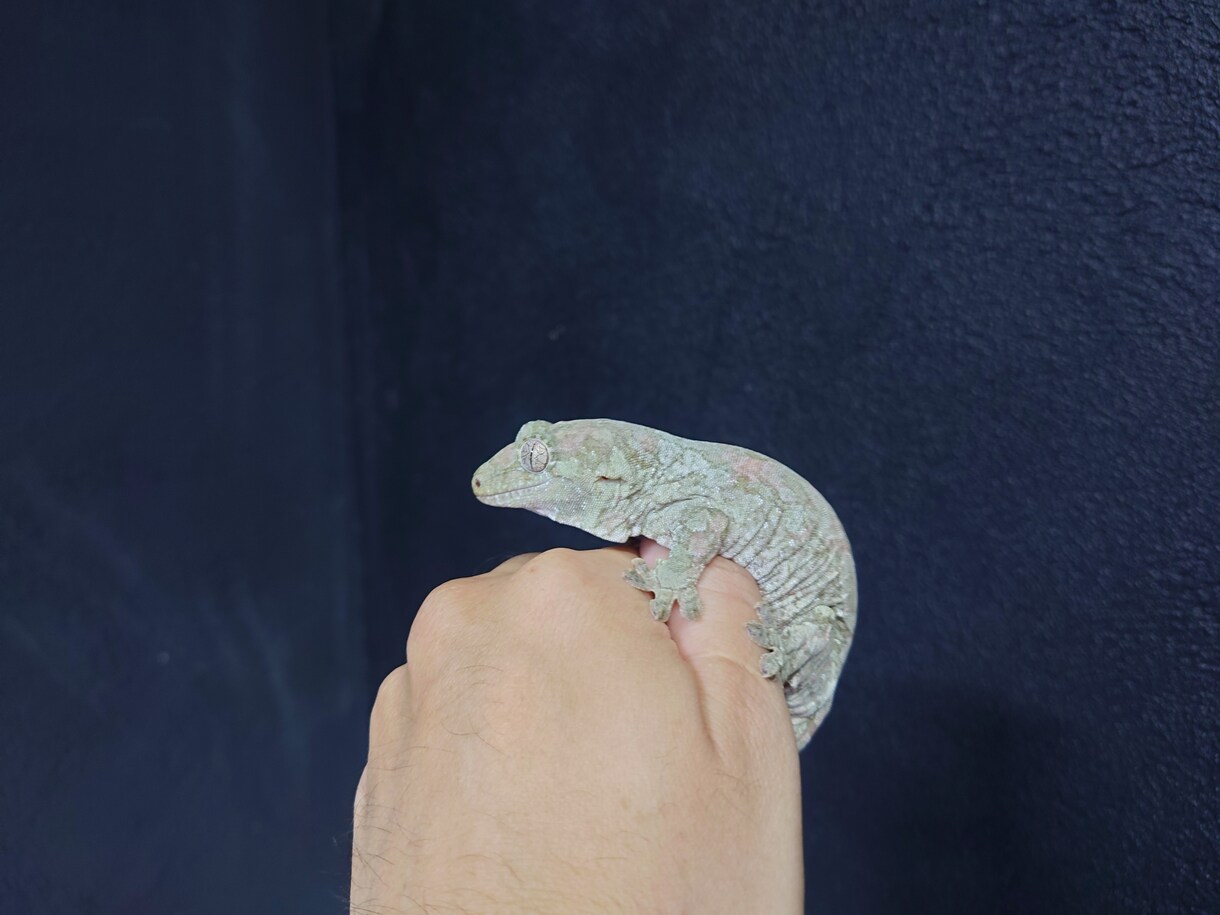 爬虫類・両生類の飼育や器材の購入アドバイスします アクアリウム系含め飼育・繁殖経験30年。初心者大歓迎。 イメージ4