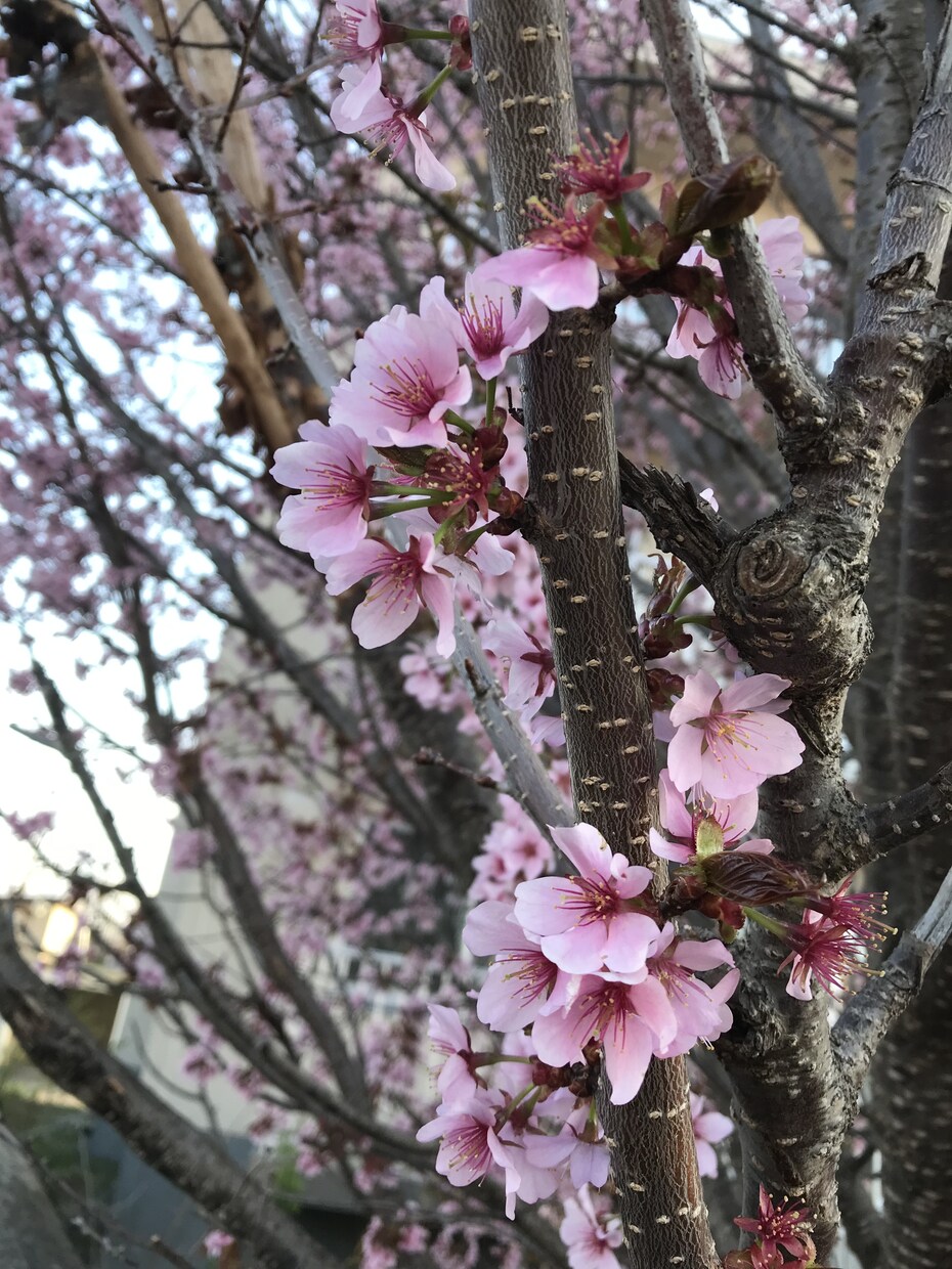 5分でもOK！現役セラピストがお話を伺います 肩の力を抜いてのんびりお話しませんか☺️ イメージ3
