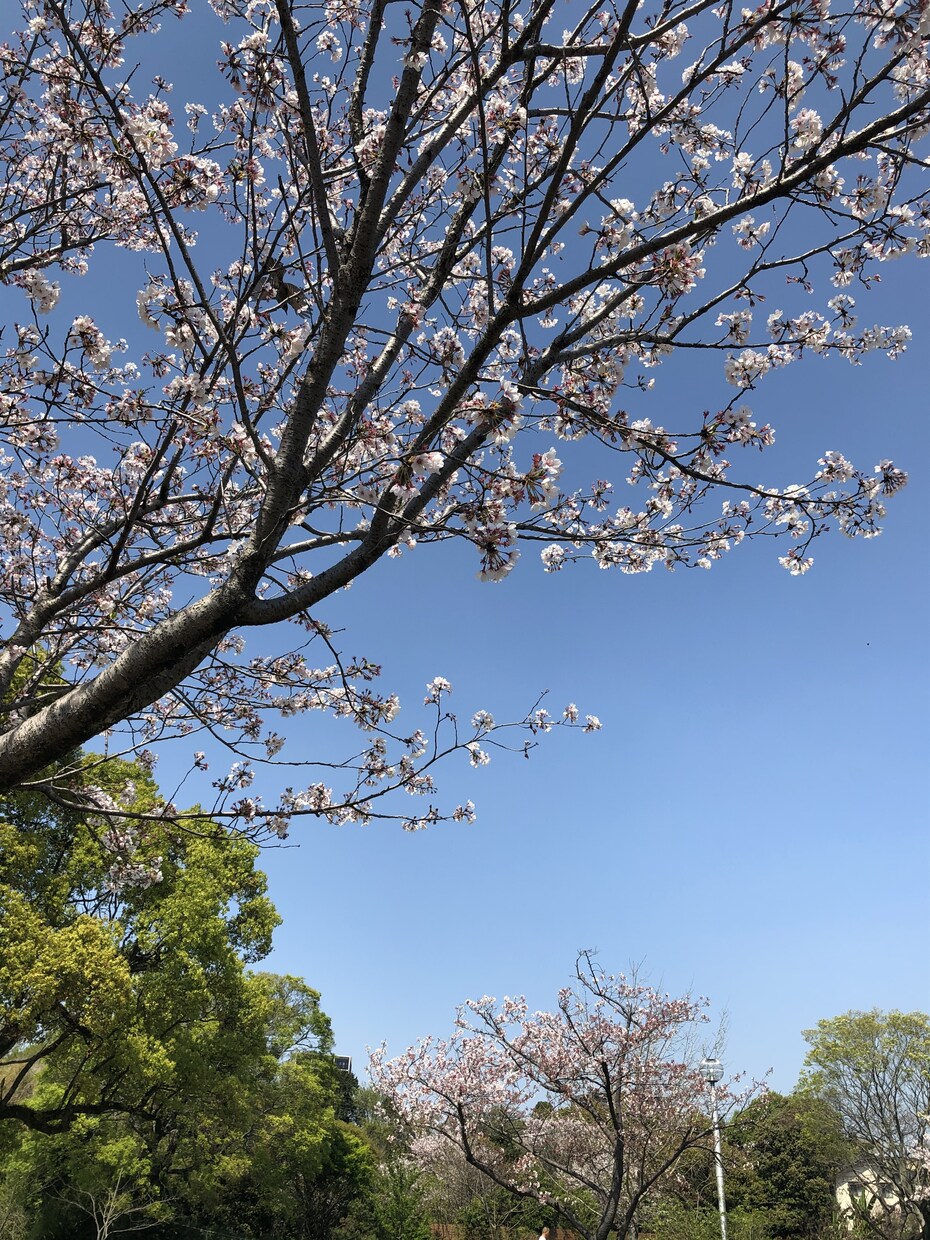独学で公務員になった私が貴方を公務員に導きます 必ず合格を勝ち取る、予備校生には負けない独学の力教えます イメージ1