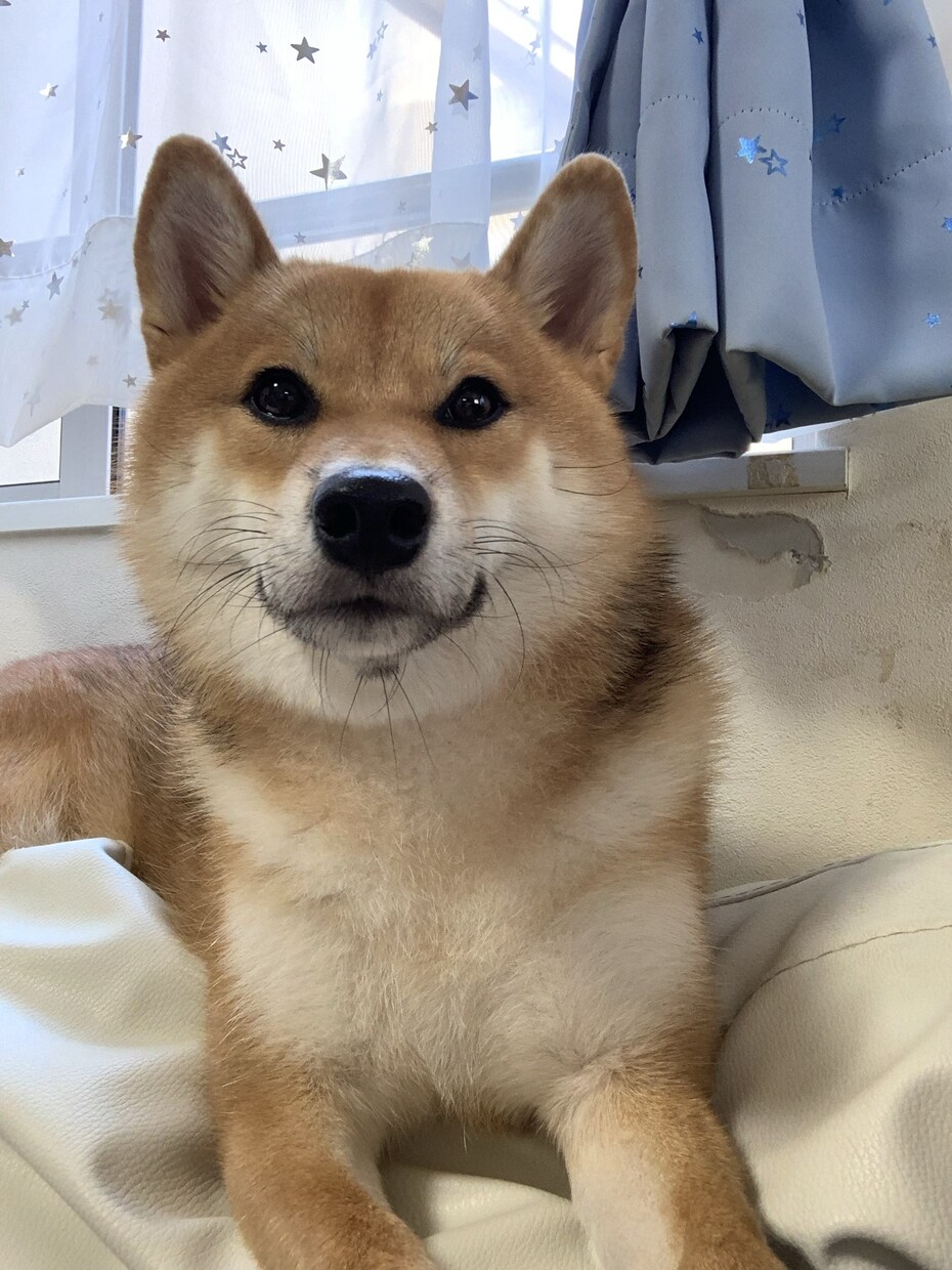 ペットの困りごとしつけなど小さなことまで相談します 動物専門学生、資格保有者が真剣に誰でも出来る方法を教えます イメージ2