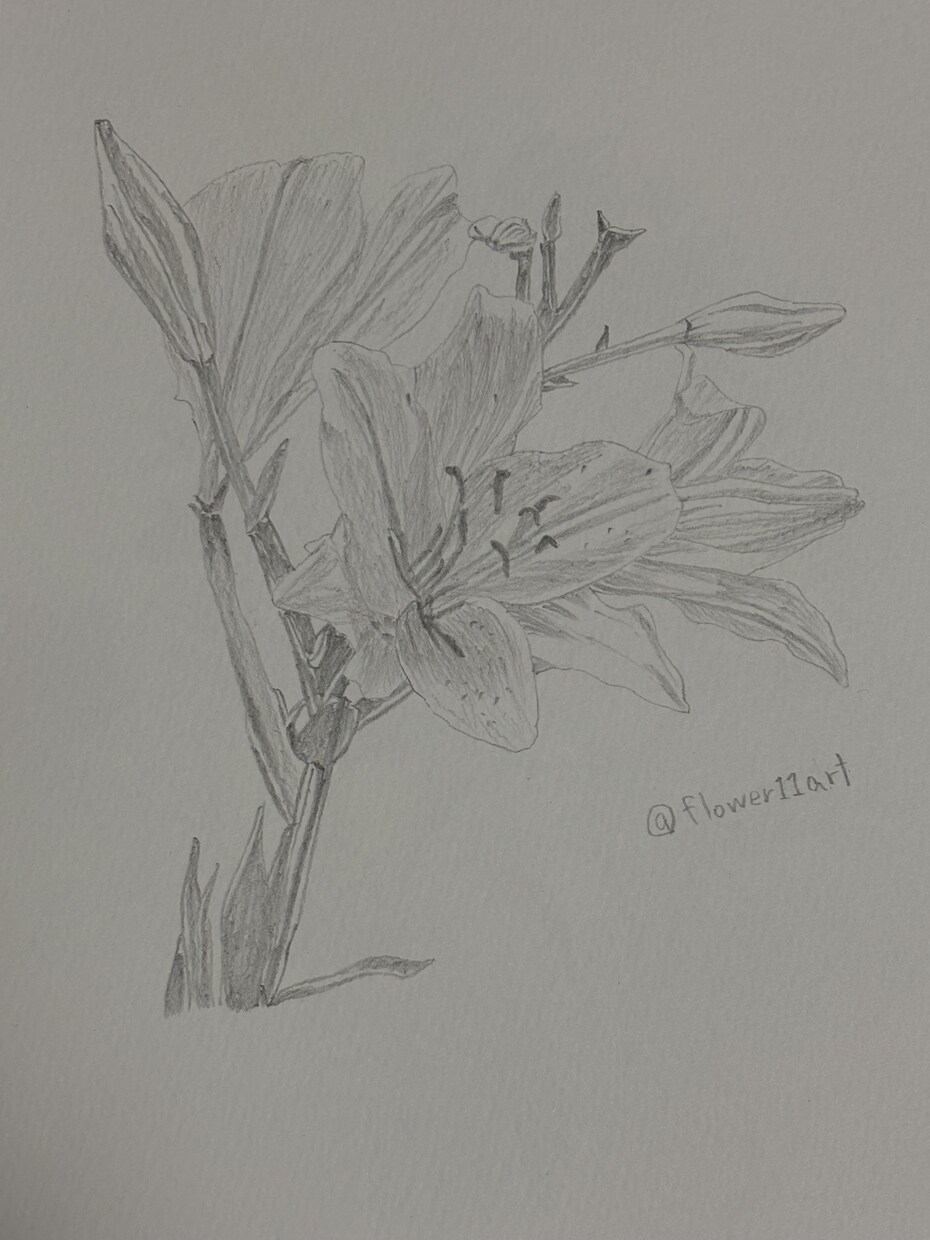 鉛筆でご依頼されたお花の絵を描きます 素人の模写作品です。本気で描かせていただきます。 イメージ2
