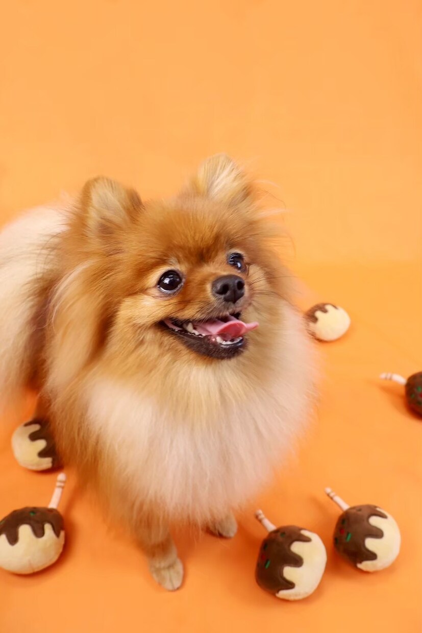 浜松市で愛犬専門の出張撮影いたします ご自宅で自然な表情を丁寧に撮影します イメージ6