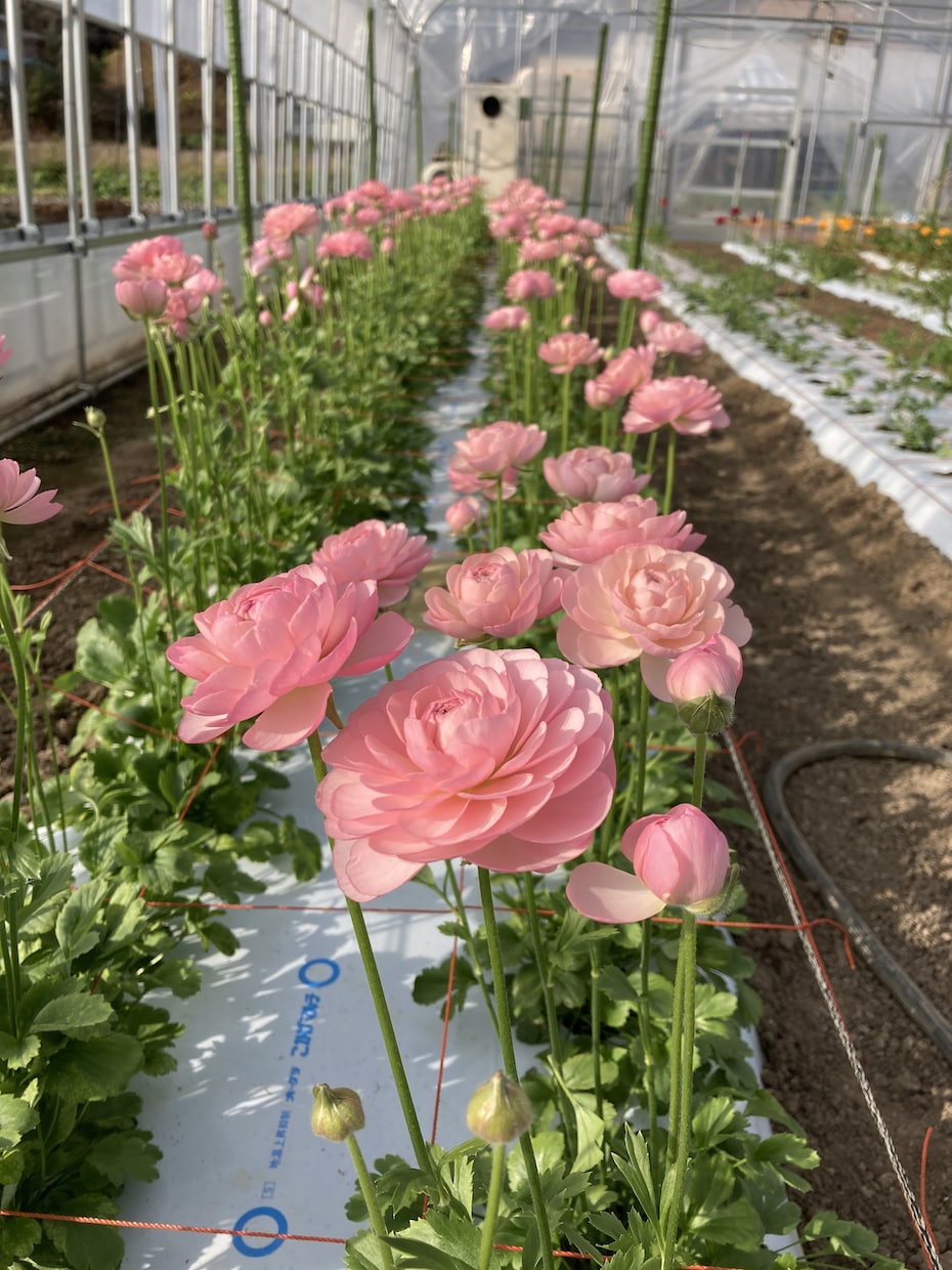 農業（野菜や花）の生産や販売のアドバイスしますます JA勤務歴20年のJAマンが、農業初心者へアドバイス！ イメージ2