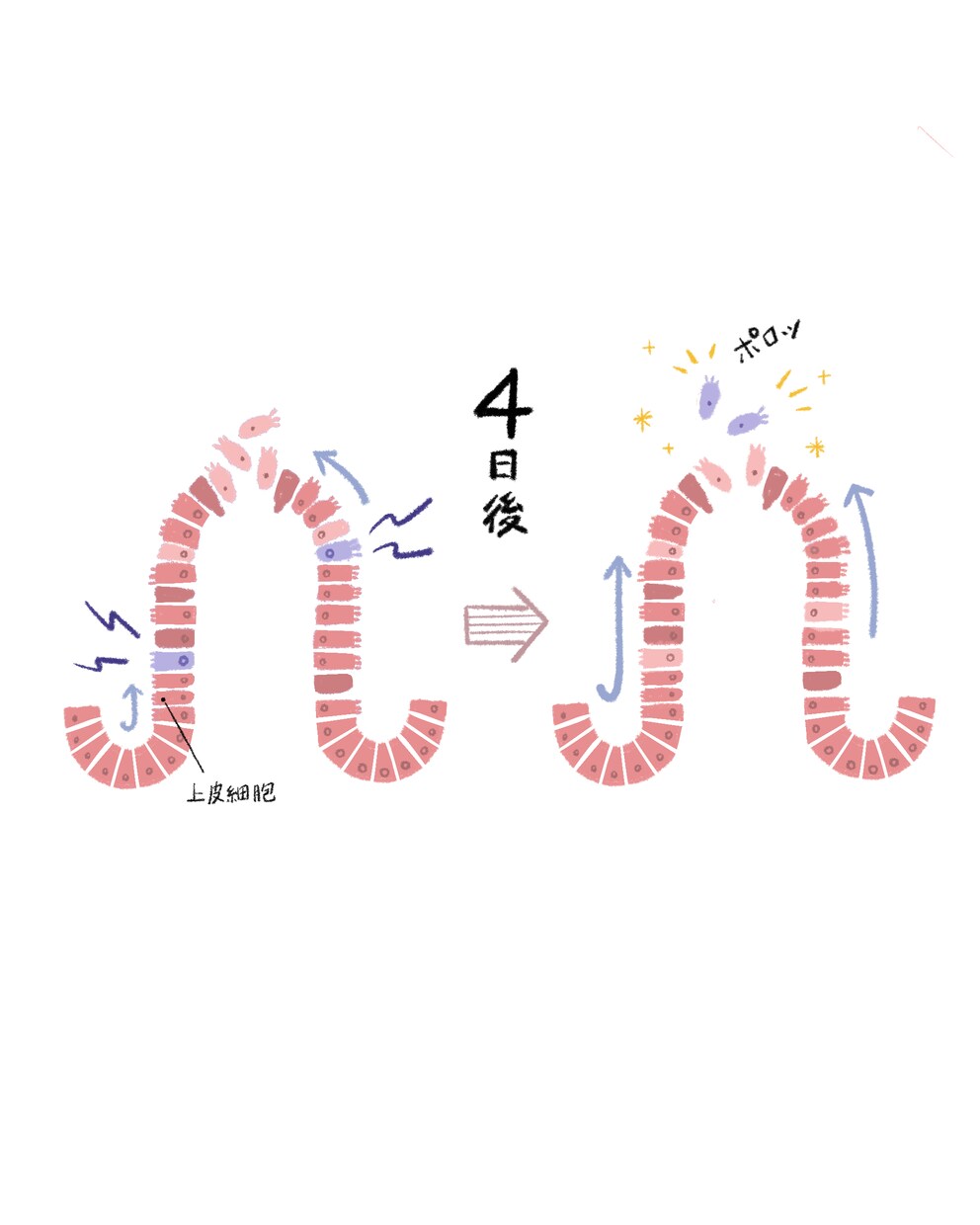 医療・ヘルスケア・素朴系　商用イラスト制作します 教育・医療・EC・カタログ対応｜温かみのあるタッチ イメージ6