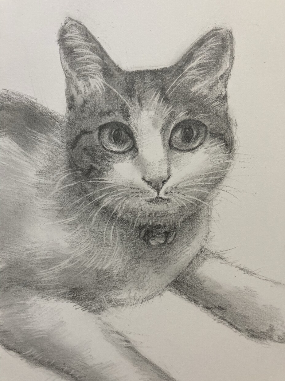 高品質の鉛筆イラストを描かせていただきます 肖像画、ペット、店のロゴ、番組の挿絵など経験あり イメージ5
