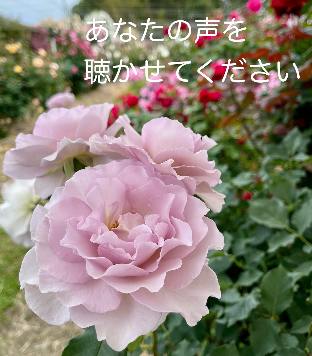 あなたのハッピーをお聴きします あなたの大切な声で、心の嬉しい！を伝えてください。 イメージ7
