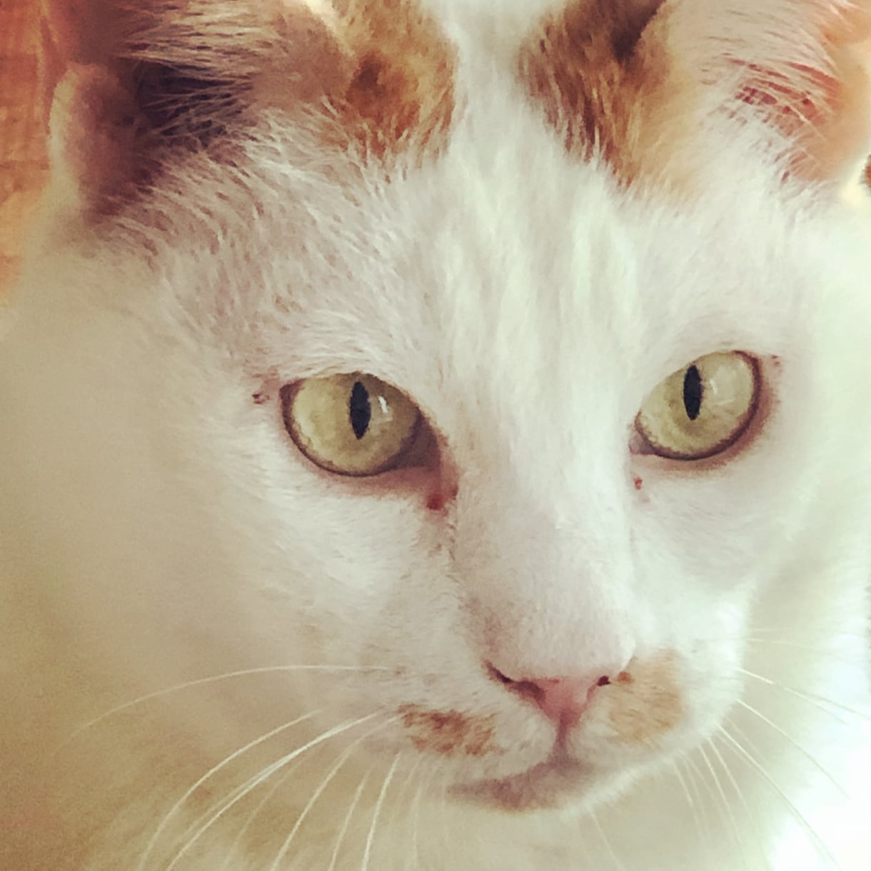 猫ちゃんの多頭飼育相談にのります 現在約40匹を飼育して楽しく暮らしています イメージ2
