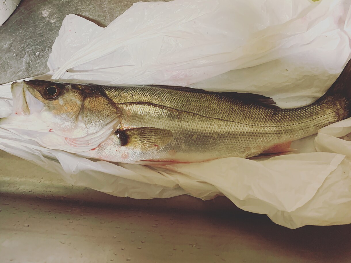 釣り教えます 初めての方や、もっとうまくなりたいかたに。 イメージ3