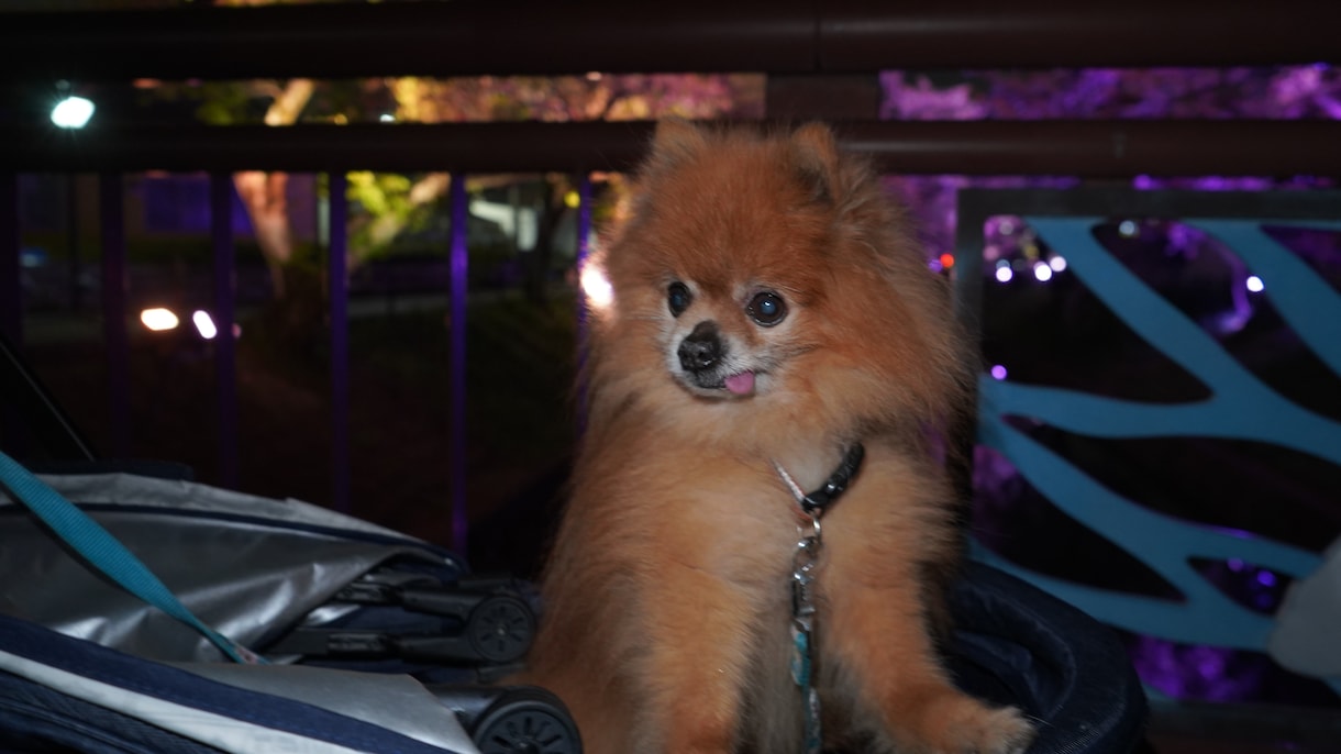 全画像納品！愛犬との家族写真撮影します 愛するわんちゃんとの思い出を残しませんか？ イメージ8
