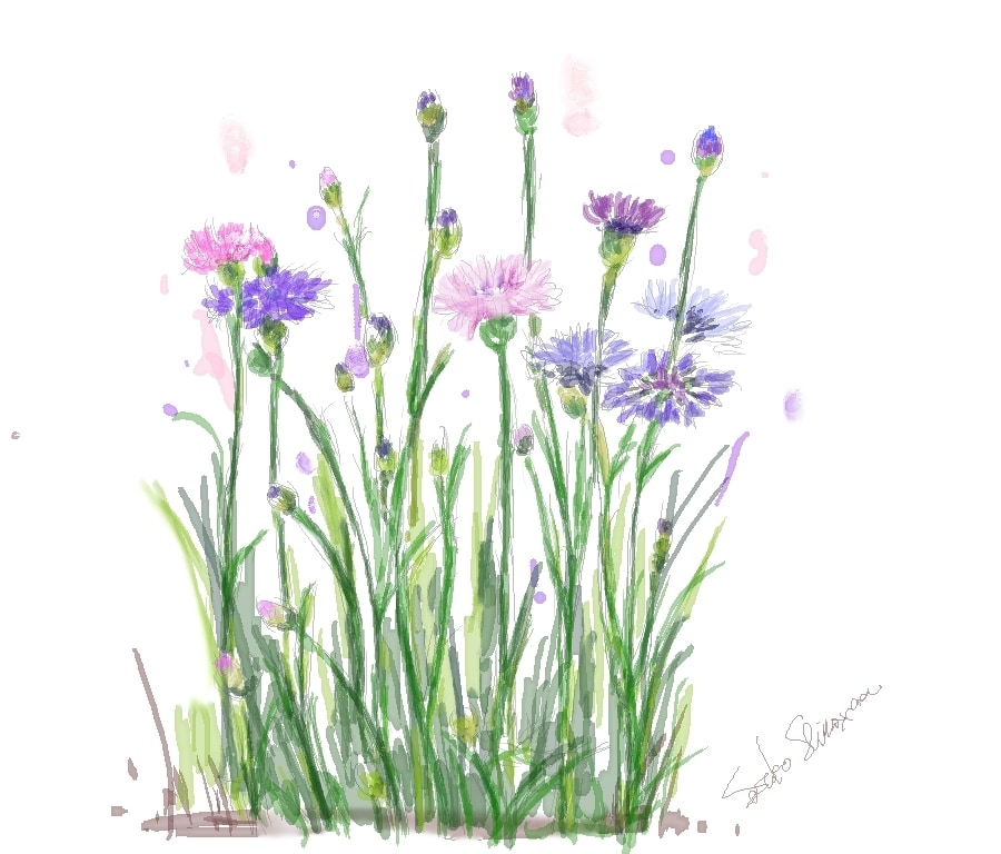 大好きなお花をデジタル水彩画で描きます 季節に合わせたお花を絵葉書にしてみませんか イメージ5