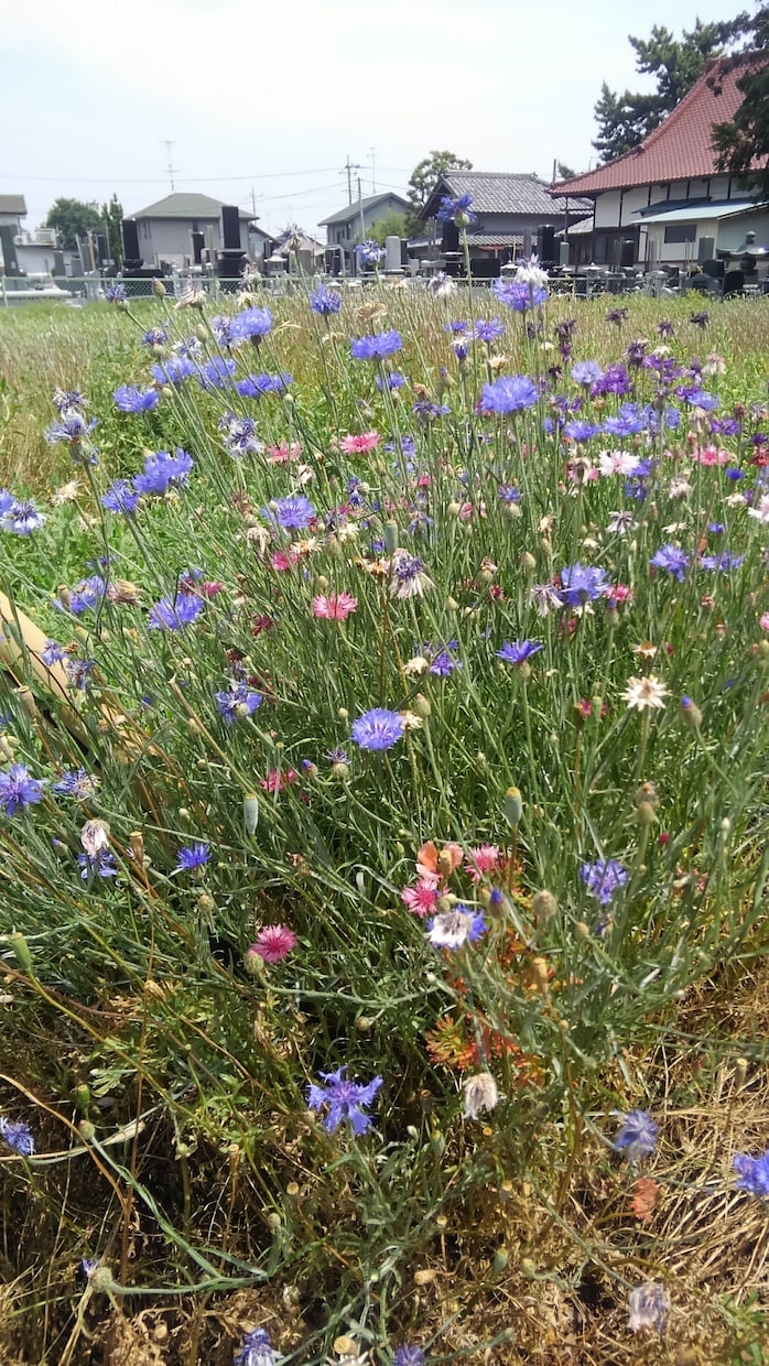 お写真で、何のお花か、植物かを識別します 病気の診断もできます。種類にもよりますが、だいたい可能です。 イメージ3