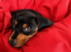 ベジタリアン犬を飼ってます。これから犬を飼おうと思っている人へのアドバイス  手作りご飯など。 イメージ2