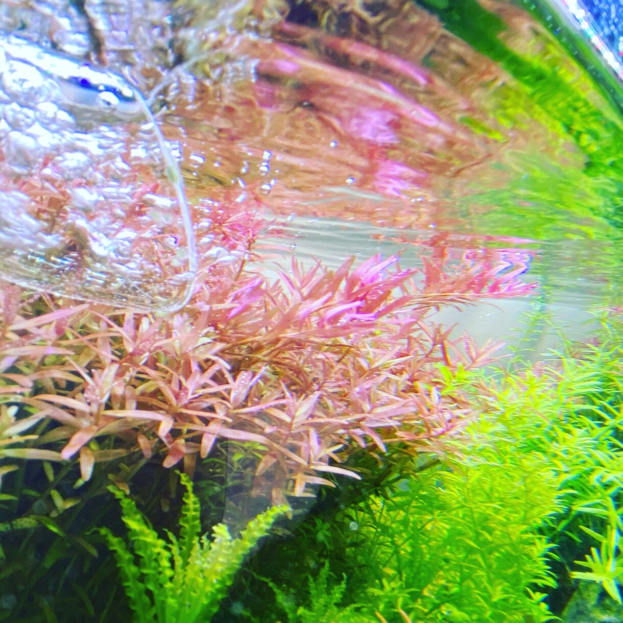 アクアリウムについてなんでも相談受付ます 魚種選びから機材選びまで、マンツーマンでお教えします！ イメージ1