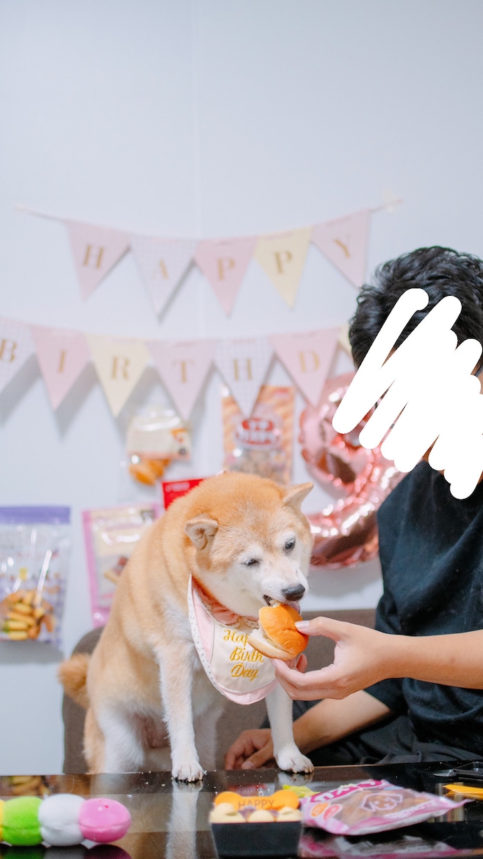 可愛い！ペット写真撮ります ペットの豊かな表情を！6hまで選択可能です！ イメージ1