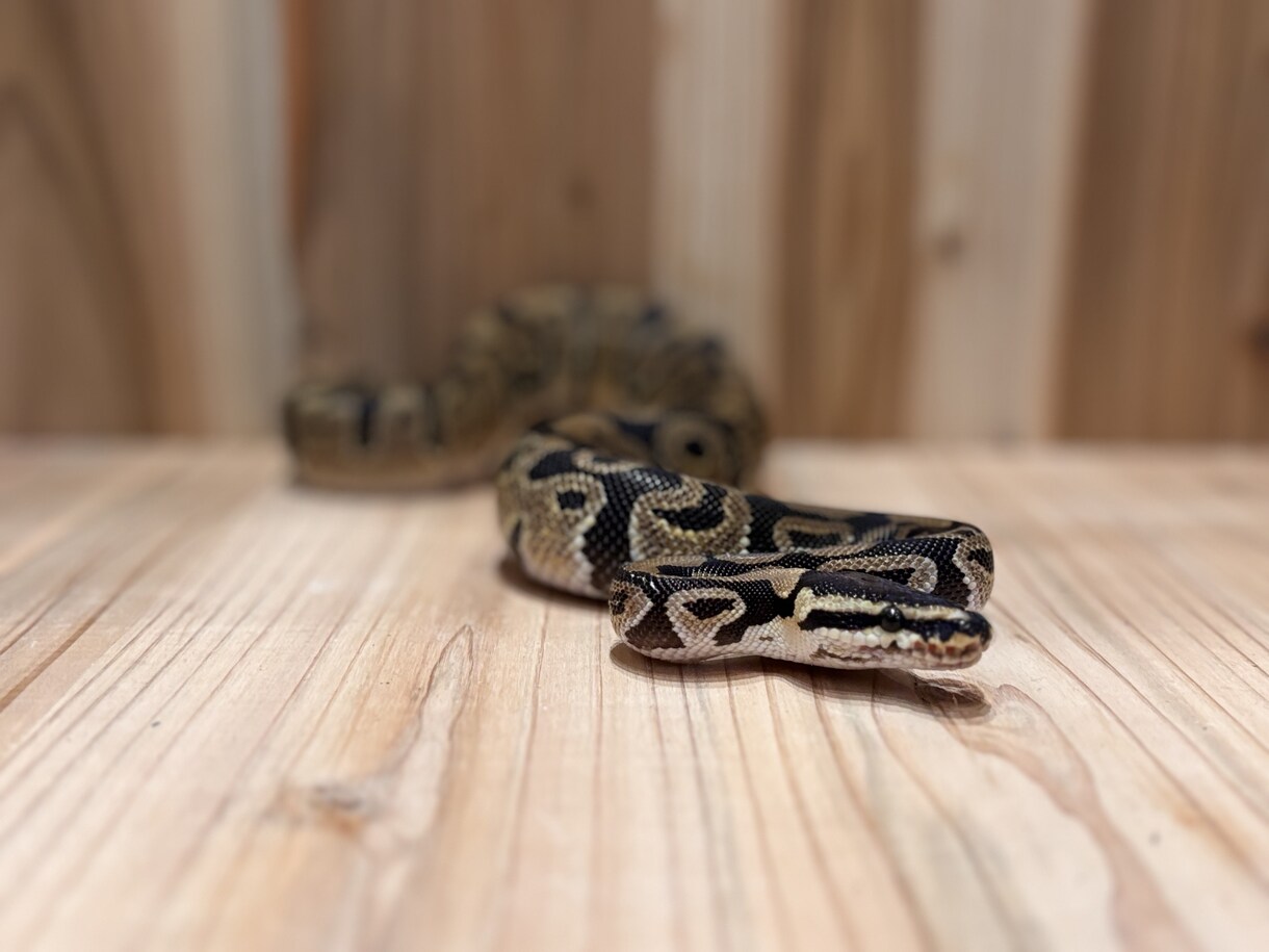 爬虫類コンサルタント承ります 爬虫類飼育の扉を開こう！！一緒に悩みましょう！ イメージ2