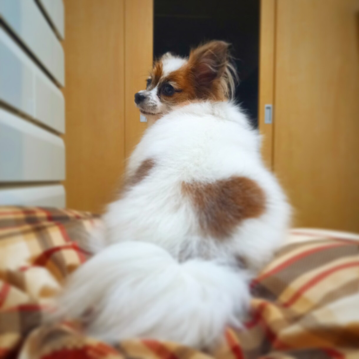 現役飼育員がペットのお悩み解決します あらゆるペットのお悩み解決のお手伝いをさせていただきます。 イメージ1