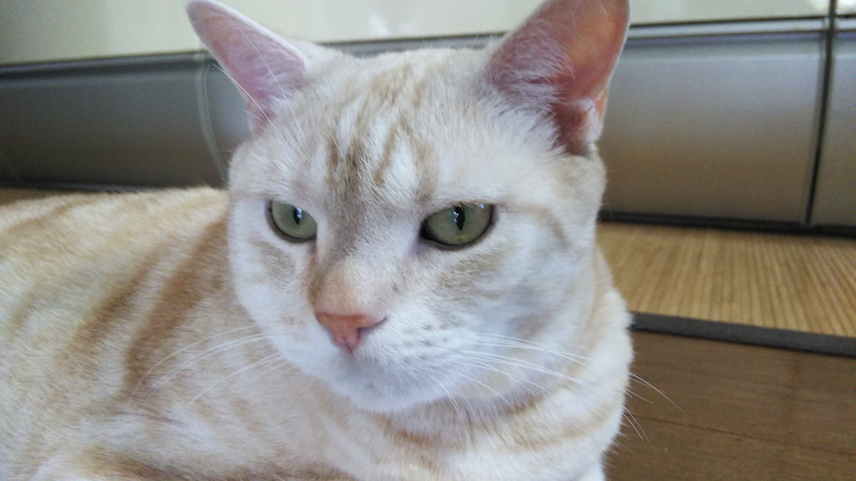 猫サロン。猫と遊んだり、猫との生活を色々知れます リモートでアメリカンショートヘアとひとときを過ごしませんか イメージ1